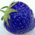 Rare 500 PCS Organic Blue Strawberry Antioxidant Seeds