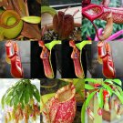 Rare 5 pcs Bonsai Nepenthes Seeds, Eat Mosquito Pitcher Plants