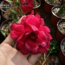 Rare 'Black Peacock' Adenium Desert Rose, 2 Seeds, deep red double petals