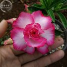 Rare 'Creamy Rose' Adenium Desert Rose, 2 Seeds, lovely