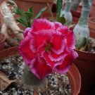 Rare 'Rumble Fish' Adenium Desert Rose, 2 Seeds, big blooms fire red & pink edge