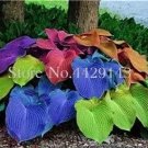 Rare Rainbow Hosta 100 Seeds