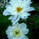 Rare Double Click Snow Puff Cosmos. 50 Seeds. big blooms perfect for cutting