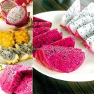 Rare Organic Dwarf Pitaya Dragon Fruit Mixed Yellow Red White Colors, 100 seeds