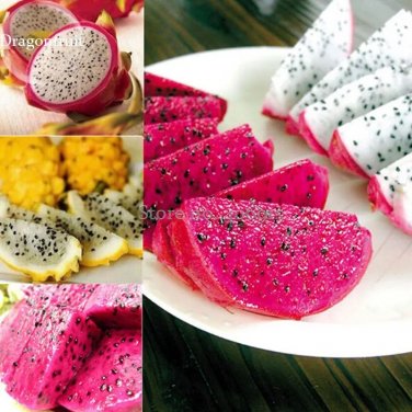 Rare Organic Dwarf Pitaya Dragon Fruit Mixed Yellow Red White Colors, 100 seeds