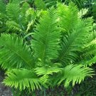 Rare Japanese Rare Creeper Boston Fern 100 Seeds