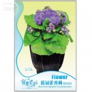 Rare Beautiful Ageratum Conyzoides Seeds Bonsai, 60 seeds