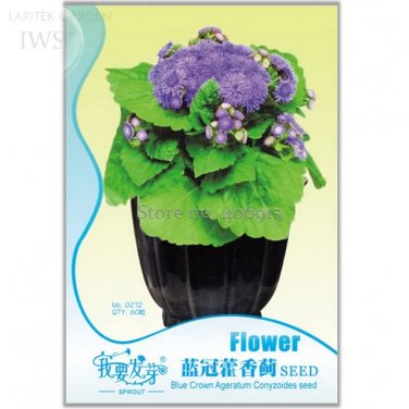 Rare Beautiful Ageratum Conyzoides Seeds Bonsai, 60 seeds
