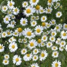 Rare BELLFARM Chamomile German Herbals Flowers Chrysanthemum, 20PCS
