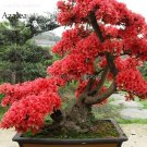 Rare Fresh Rose Red Zalea Rhododendron, 50 Seeds