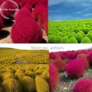 Rare Kochia Scoparia Burning Bush Grass Green Red Mixed, 200 seeds