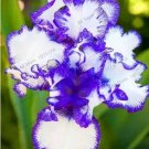 Rare Iris, White Damask Semi-double Flowers with Purple Edges 100 seeds