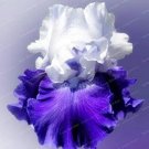 Rare Iris, White and Purple Double Flowers 20 seeds