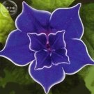 Rare Dark Blue Japanese Morning Glory, 50 Seeds, double dark blue