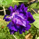 Rare Purple Hige & Solid Morning Glory, 50 seeds,