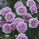 Rare 'Qun feng' Light Purple Rose Tree, 50 Seeds,