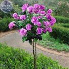 Rare 'Qi pai' Purple Big Blooms Rose Tree Seeds, Professional Pack, 50 Seeds