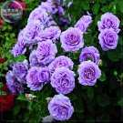 Rare 'Pu bu' Purple Big Blooms Climbing Rose Seeds, Professional Pack, 50 seeds