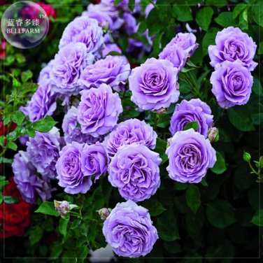 Rare 'Pu bu' Purple Big Blooms Climbing Rose Seeds, Professional Pack, 50 seeds