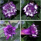 Rare Purple Moon Angel Trumpet Datura / Yellow Datura Metel Flowers 20 Seeds