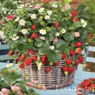 Rare Italian Alpine Strawberry, 100 Seeds