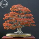 Rare Northern Sugar Acer Japanese Maple Tree, 20 Seeds
