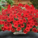Rare Dark Red Velour Petunia Seeds, Professional Pack, 200 Seeds