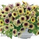 Rare Casctus Autumn Mystery Petunia Plants Flower Seeds, Professional Pack, 100 Seeds