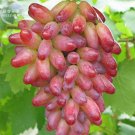 Rare Heirloom Manicure Finger Grape Organic Seeds, Professional Pack, 15 Seeds