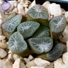 Rare Haworthia maughanii Seed, only 1 piece, interesting lovely succulent