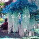 Rare Wisteria 10 Seeds, Light Greenish White Flowers