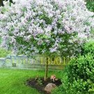 Rare White Japanese Lilac 100 Seeds