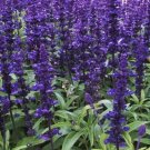 Rare 5 packs, 20 seeds / pack, Salvia farinacea, Dark Blue Mealy sage