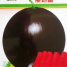 Rare Super Black Skin Red Seedless Watermelon 'Landmine' Organic Seed, Original Pack, 40 Seeds