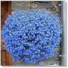 Rare Balcony Hanging Blue Flax Flower Seeds, Professional Pack, 50 Seeds
