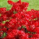 Rare Sims Azalea Rhododendron simsii 100 Seeds, Red
