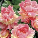 Rare Sorbet Robust Colorful Double Blooms Peony Mixed, 5 Seeds