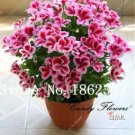Rare Mini Geranium 100 Seeds, Pink and Dark Red Flowers