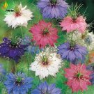 Rare Nigella Damascena Mixed Love-in-a-mist Fennelflower Seeds, 20 Seeds