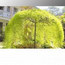 Rare Tianshan Umbrella Bamboo Perennial Evergreen Plants 10 Seeds