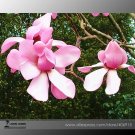 Rare Taizhou Pink Yulan Magnolia Big Blooming Fragrant Shrub Flowers 10 Seeds