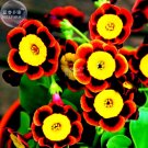 Rare Tri-color Rare Petunia Annual Flower Seeds, Professional Pack, 100 Seeds