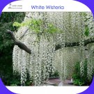 Rare 100 Seeds / Pack, Chinese White Wisteria Rare Heirloom Wisteria Sinensis