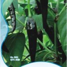 Rare Black Rice Chilli Hot Pepper Vegetable Seeds, Original Pack, approx 20 seeds