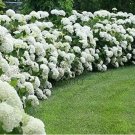 Rare White Hydrangea Flower 20 Seeds