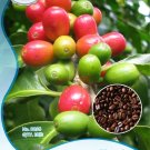 Rare 10 Original Packs, 10 seeds /pack, Coffee Bean Seeds, ARABICA COFFEE Plant
