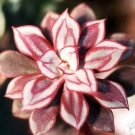 Rare 20 Seeds/Pack, Multi-Colored Echeveria Nodulosa Seeds