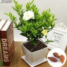 Rare 2PCS Gardenia Bulbs Cape Jasmine Fragrant Exotic Shrub Open Pollinate