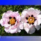 Rare 'Zi Ban' Pink Peony Tree with Black Spot Flower Seeds, Professional Pack, 5 Seeds