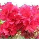 Rare Bougainvillea Seeds, Water Pink Flowers 10 Seeds